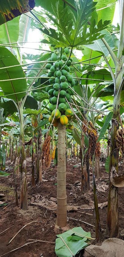 Banana Farm House Hampi Zewnętrze zdjęcie